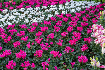 pink and white cyclamen in the garden