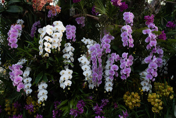 Obraz premium beautiful purple orchid in the garden