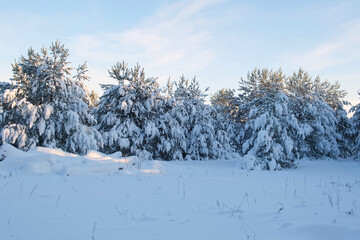 Winter forest scenery. Sun shining trough the Pine trees covered with snow. Frosty evening. Beautiful panorama. Sunset in the wood. Picturesque view of the winter spruce forest on blue sky background.
