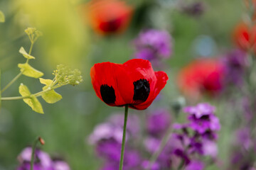 A vibrant poppy in the early summer sunshine, with other flowers defocused behind