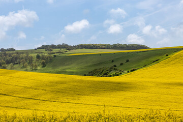 A view over fields of oilseed rape growing in rural Sussex, on a sunny May day