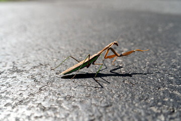 Praying mantis pointing