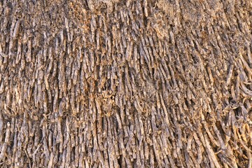 Nature's Tapestry: Close-Up of Palm Tree Bark Texture