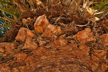Nature's Tapestry: Close-Up of Palm Tree Bark Texture