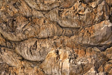 Nature's Tapestry: Close-Up of Palm Tree Bark Texture