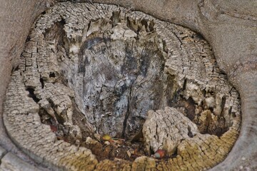 Nature's Tapestry: Close-Up of Tree Bark Texture