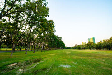 Beautiful green field with tree in city park sunset