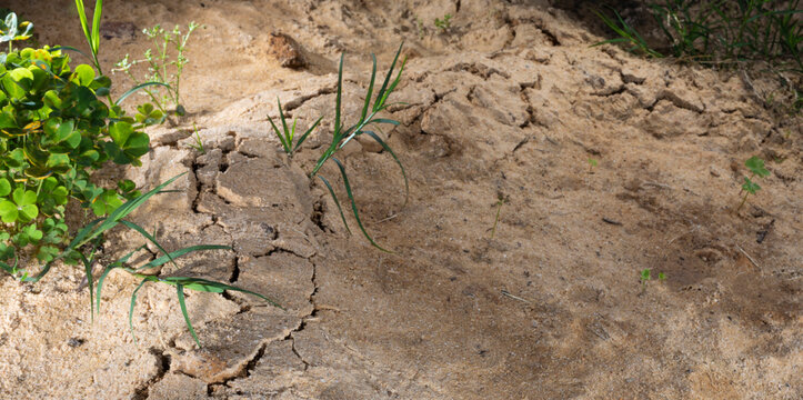 Damage in the sand from a pesty vole that has been digging all night