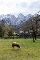 Obraz na płótnie Canvas sheep in the mountains