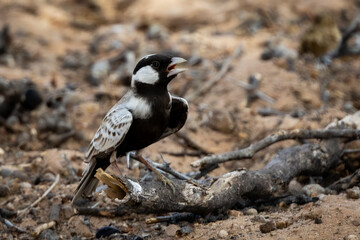 Grey-backed Sparrow-lark (Grysruglewerik) (Eremopterix verticalis) at Batulama in the Kgalagadi Transfrontier Park in the Kalahari