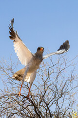 Pale Chanting Goshawk in flight (Melierax canorus) (Bleeksingvalk) in the Kgalagadi Transfrontier Park