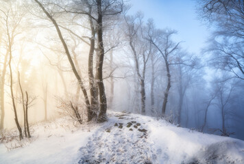 Snow-covered forest in morning fog. Winter landscape with snowy trees at sunrise. Wintry woods in misty conditions at dawn. Frosty winter scene. Enchanting woods. Ethereal winter woods. Snowscape
