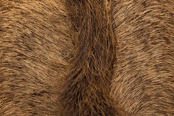 Elegance in Stripes: Close-Up of Majestic Tiger Fur Texture