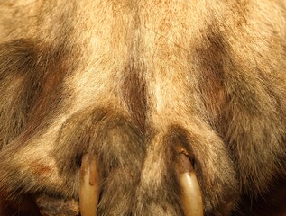 Elegance in Stripes: Close-Up of Majestic Tiger Fur Texture