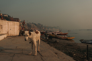 Dog on the bank of the Ganges river in Varanasi, India