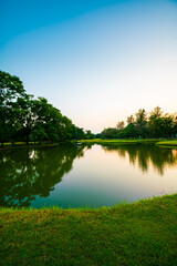 Green park sunset with meadow and tree