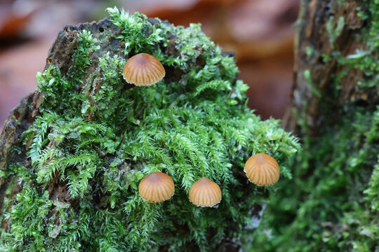 Galerina triscopa, little brown  mushroom from Finland, no common English name
