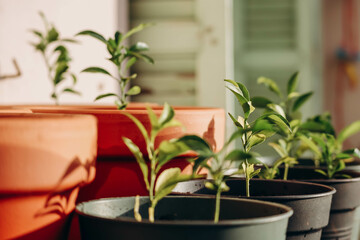Tangerine tree sprouts in pots in the sun
