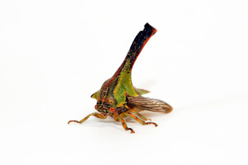 Dornzikade // Thorn Bug (Umbonia crassicornis) - Südamerika