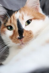 a cute mature tricolor cat lies on a gray blanket