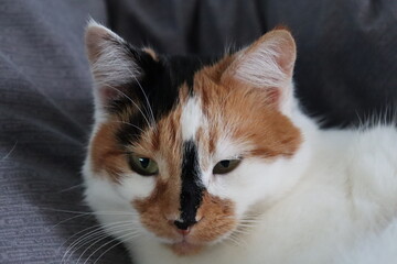 a cute mature tricolor cat lies on a gray blanket