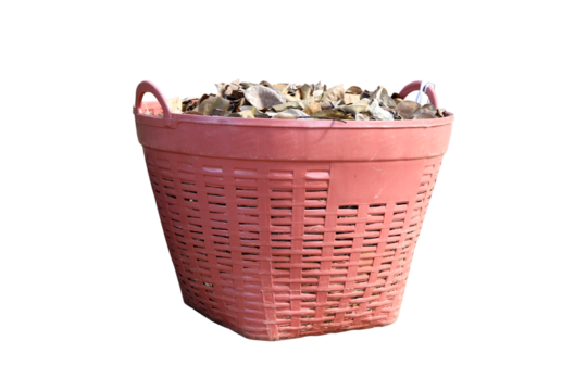 Lots of dead leaves in a large red plastic basket,trash  isolated on white background.
