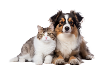 Portrait of Happy dog and cat that looking at the camera together isolated on transparent background, friendship between dog and cat, amazing friendliness of the pets.