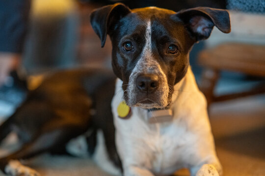 Dog looking quizzically into camera