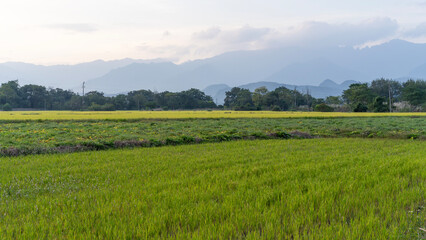 rice field in the mountains