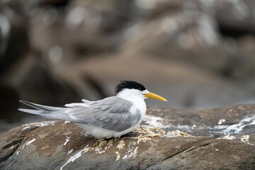 seagull chick in a nest on an island in tasmania australia in summer with chicks in a nest on a rock