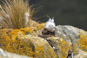 seagull chick in a nest on an island in tasmania australia in summer with chicks in a nest on a rock