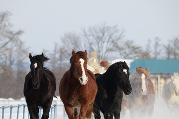 真冬の疾走する牧場の馬 