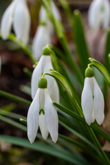 White snowdrop flowers close up. Galanthus blossoms illuminated by the sun in the green blurred background, early spring. Galanthus nivalis bulbous, perennial herbaceous plant in Amaryllidaceae family