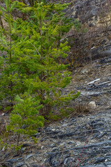 Small pine tree. small green spruce grows on a stone against the background of the forest. coniferous plants germinate in unfavorable conditions