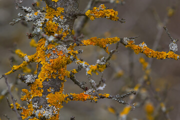 Xanthoria parietina common orange lichen, yellow scale, maritime sunburst lichen and shore lichen...