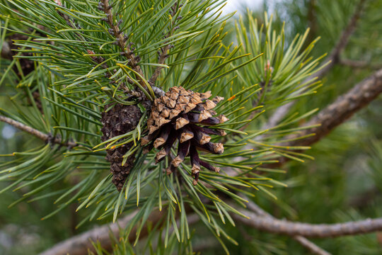 A pine branch in a natural environment. blackjack pine cones on twig closeup, beautiful natural background