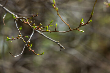 Big green buds branches. Young green leaves coming out from thick green buds. branches with new foliage illuminated by the day sun. Early spring day. Spring is comming