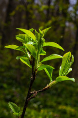 Big green buds branches. Young green leaves coming out from thick green buds. branches with new foliage illuminated by the day sun. Early spring day. Spring is comming