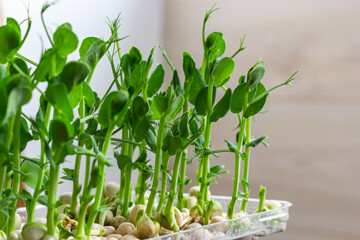 Fototapeta na wymiar Fresh micro greens growing peas sprouts for healthy salad. Fresh natural organic product