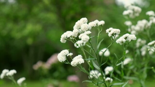 White flowers of Achillea ptarmica, The Pearl. Blooming Double Diamond Close up. Nature, springtime concept. Flower gardening. The sneezewort, sneezeweed, bastard pellitory, fair-maid-of-France