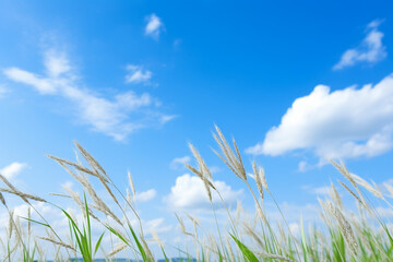 Wide and vast background material image photo of summer sky and rice