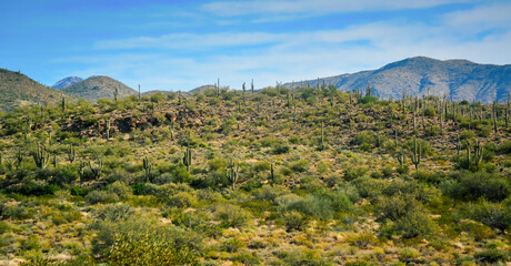 Fototapeta na wymiar Three Giant Saguaros (Carnegiea gigantea), thickets of giant cacti in the stone desert in Arizona