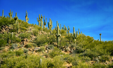 Three Giant Saguaros (Carnegiea gigantea), thickets of giant cacti in the stone desert in Arizona