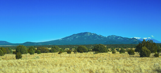 Dry prairie with yellow grass, lonely coniferous trees and mountains in the background during winter in Arizona