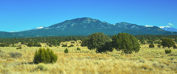 Dry prairie with yellow grass, lonely coniferous trees and mountains in the background during...