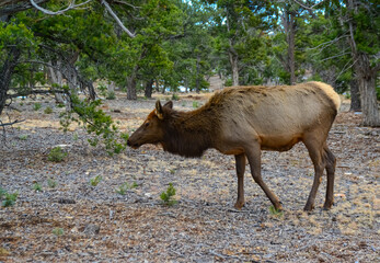 Naklejka na ściany i meble Hornless big deer eats dry grass in the Grand Canyon area, Arizona USA