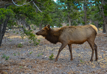 Hornless big deer eats dry grass in the Grand Canyon area, Arizona USA