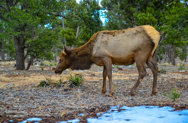 Hornless big deer eats dry grass in the Grand Canyon area, Arizona USA