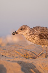 Adult Mediterranean Gull (Ichthyaetus melanocephalus) on the sand at sunset on Fuerteventura, Canary Islands, Spain.