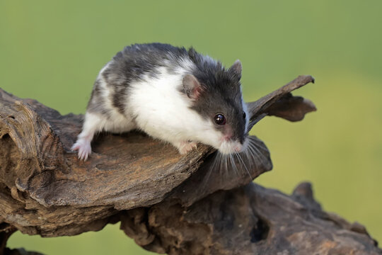 A Campbell panda hamster is hunting for termites in a rotting tree trunk. This rodent mammal has the scientific name Phodopus campbelli.